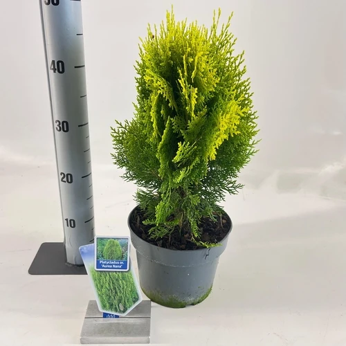 Thuja (Thuja occidentalis 'Aurea Nana' (Platycladus))