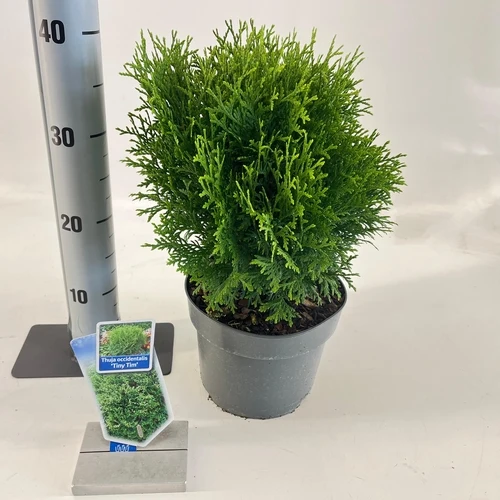 Thuja (Thuja occidentalis 'Tiny Tim')