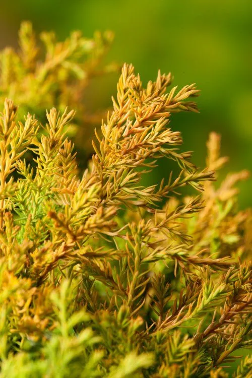 Thuja (Thuja occidentalis 'Rheingold')
