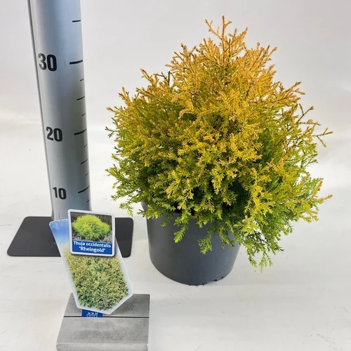 Thuja (Thuja occidentalis 'Rheingold')