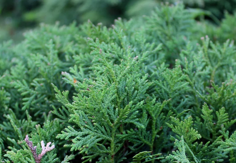 Thuja (Thuja occidentalis 'Danica')