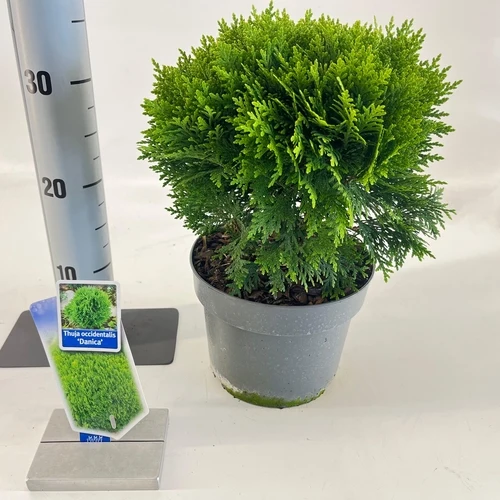 Thuja (Thuja occidentalis 'Danica')
