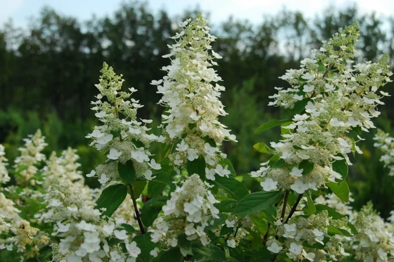 Hortensie (Hydrangea paniculata 'Kyushu')