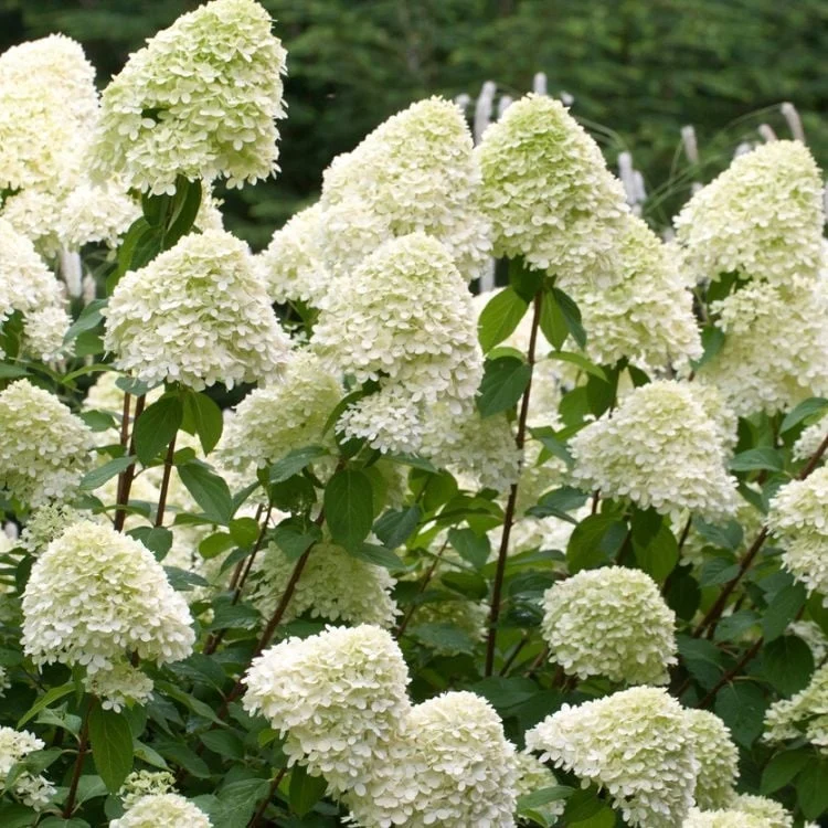 Hortensie (Hydrangea paniculata 'Grandiflora')