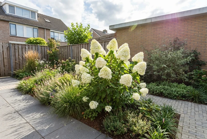 Hortensie (Hydrangea paniculata 'Grandiflora')