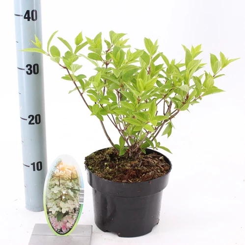 Hortensie (Hydrangea paniculata Confetti)