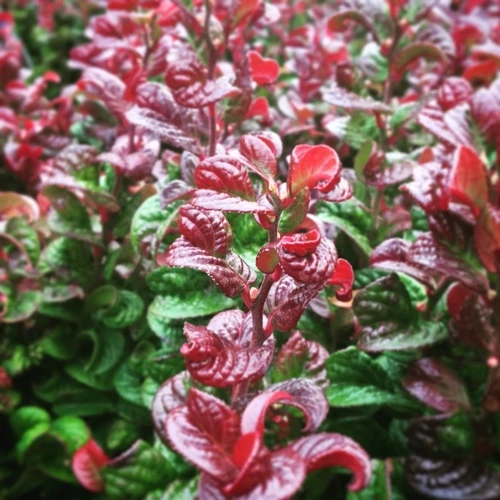 Traubenheide (Leucothoe axillaris 'Curly Red')