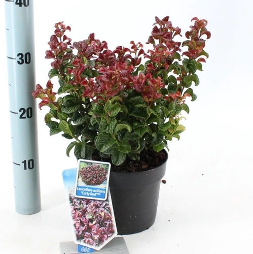 Traubenheide (Leucothoe axillaris 'Curly Red')