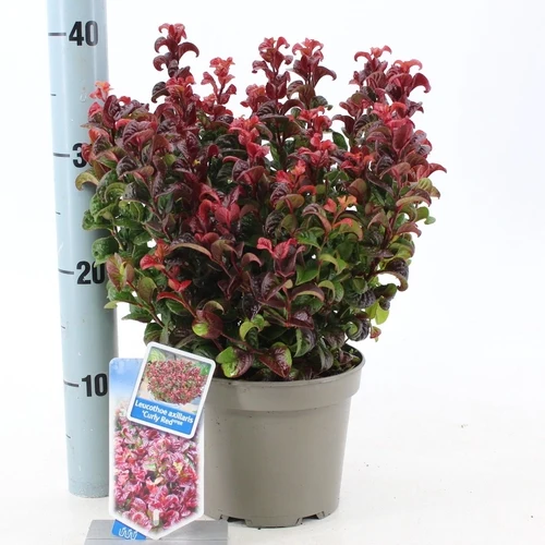 Traubenheide (Leucothoe axillaris 'Curly Red')