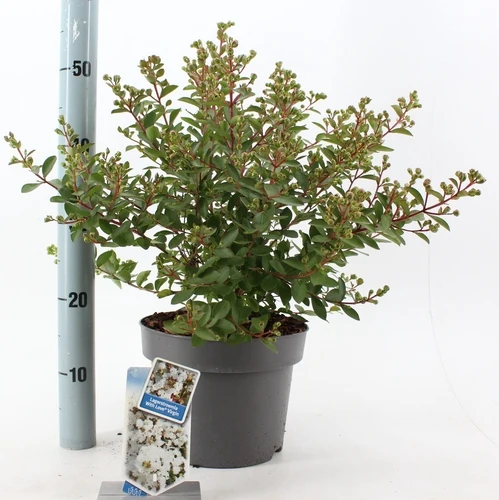 Lagerstroemia (Lagerstroemia indica With Love Virgin)