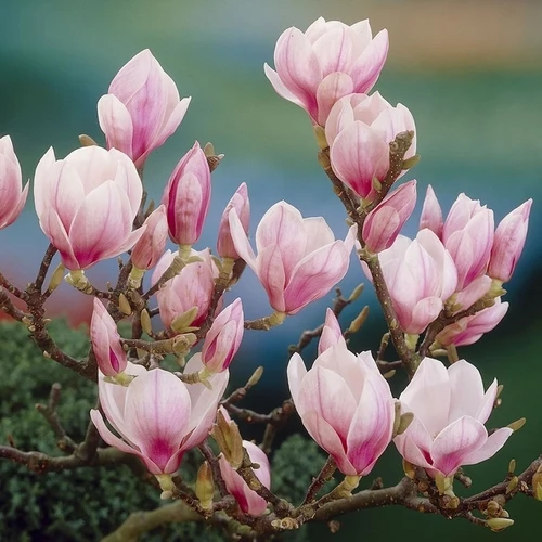 Sternmagnolie als Strauch (Magnolia soulangeana)