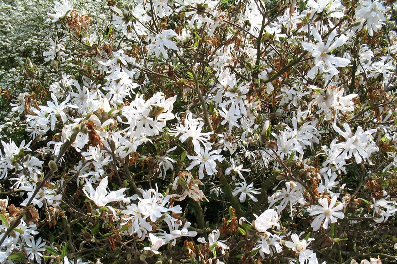 Sternmagnolie als Strauch (Magnolia 'Grandiflora')