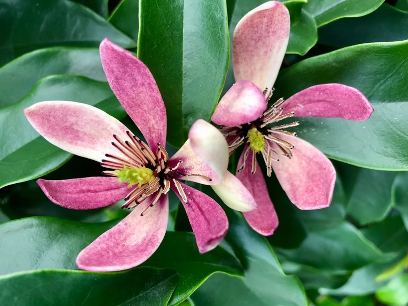 Sternmagnolie als Strauch (Magnolia figo 'Stellar Ruby')