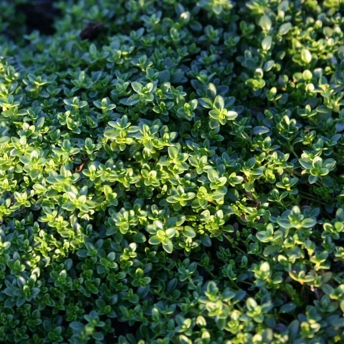 Sand-Thymian 'Albus' Weiß