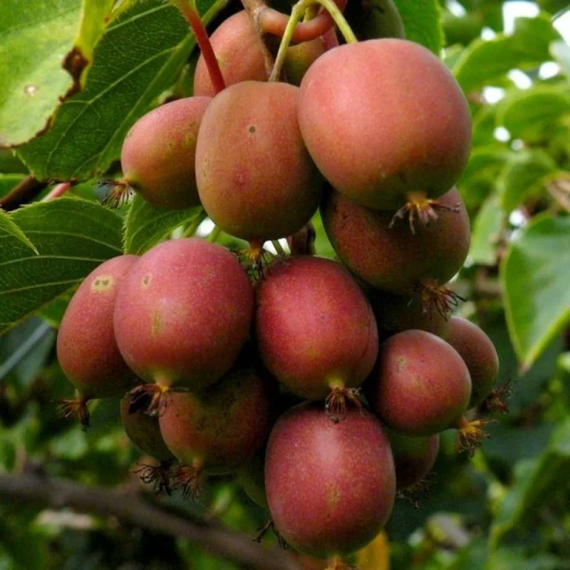 Geneva Kiwi Seeds for Planting – Grow Sweet & Hardy Kiwi Fruits