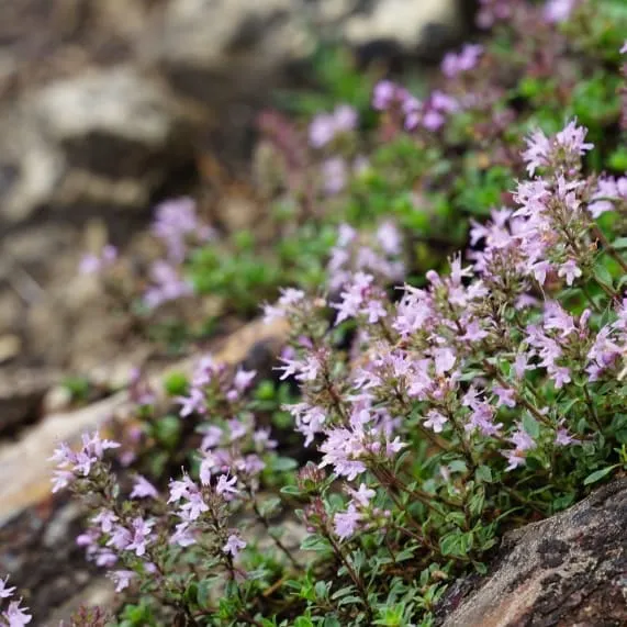 Sand-Thymian Rosa