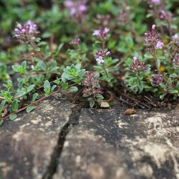 Sand-Thymian Rosa