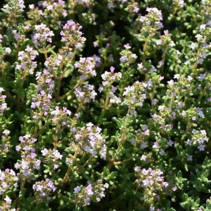 Kugel-Thymian 'Compactus' Violett