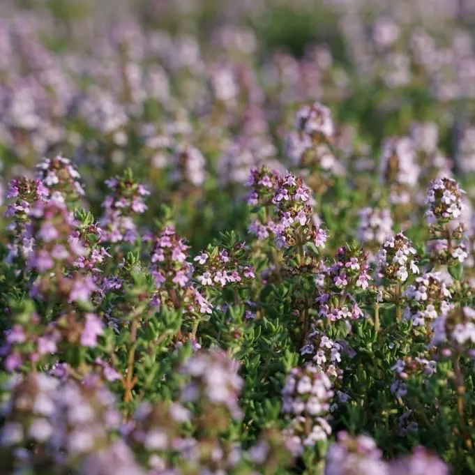 Kugel-Thymian 'Compactus' Violett