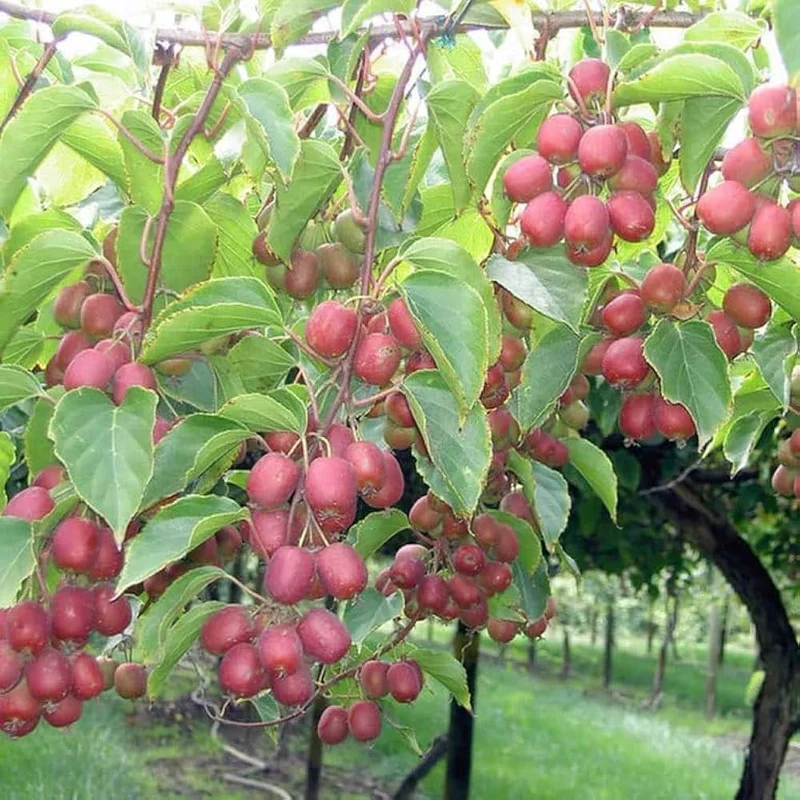 Ken’s Red Kiwi Seeds for Planting – Grow Sweet & Unique Red Kiwi Fruits