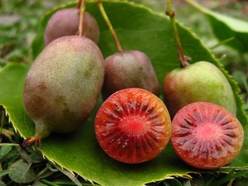 Ken’s Red Kiwi Seeds for Planting – Grow Sweet & Unique Red Kiwi Fruits