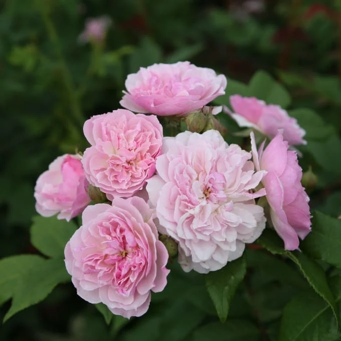 Ramblerrose 'Romantic Siluetta'® Pastellrosa