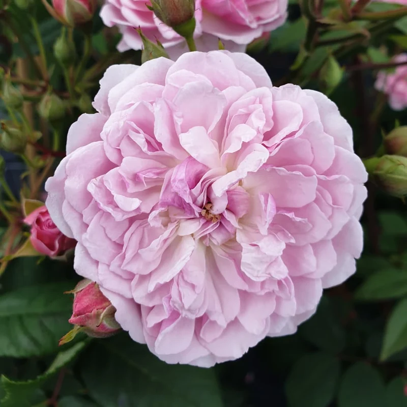 Ramblerrose 'Romantic Siluetta'® Pastellrosa