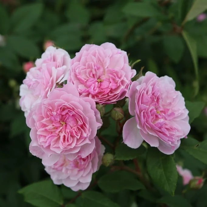 Ramblerrose 'Romantic Siluetta'® Pastellrosa