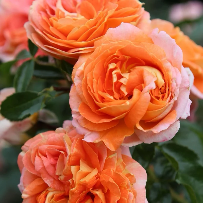 Beetrose 'Samba'® Orange-Gelb