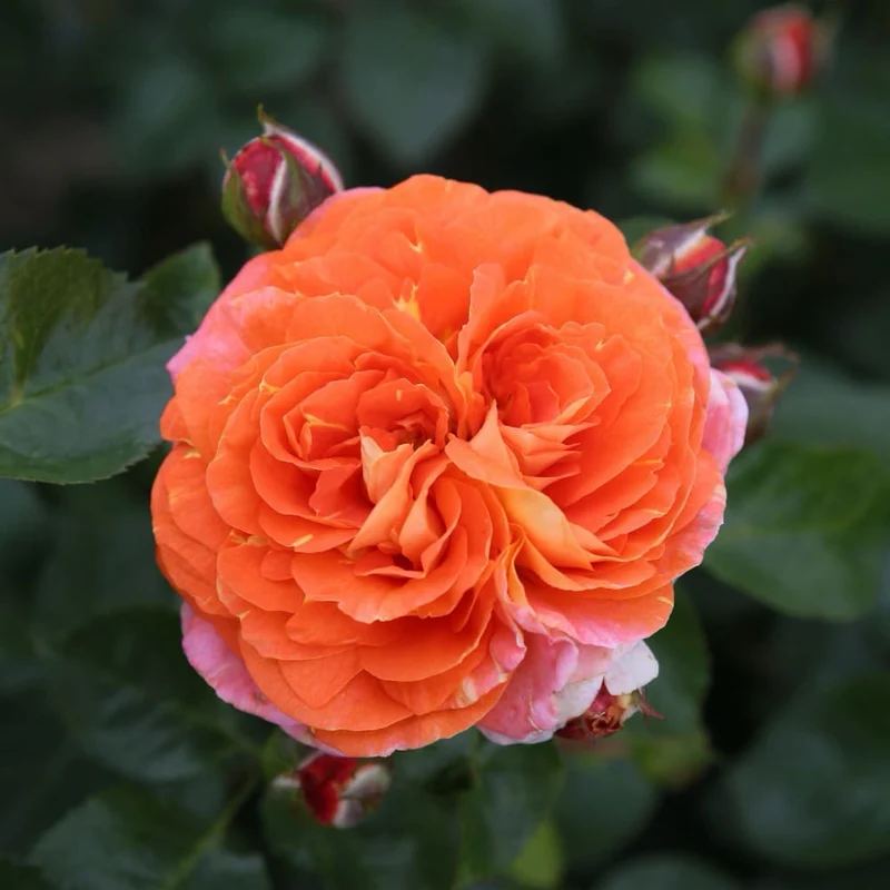 Beetrose 'Samba'® Orange-Gelb
