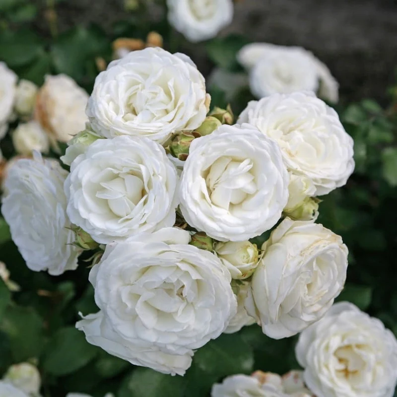 Zwergrose 'Schneeküsschen'® Reinweiß-Rosa