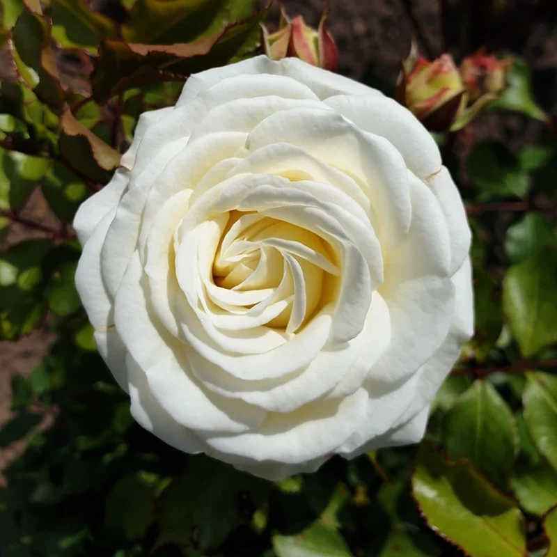 Zwergrose 'Schneeküsschen'® Reinweiß-Rosa