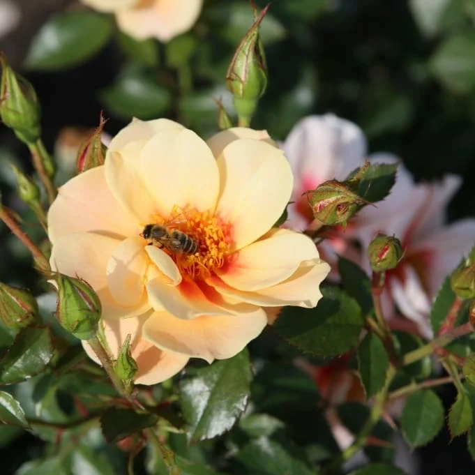 Beetrose 'SEE YOU® in apricot' Apricot-Rot