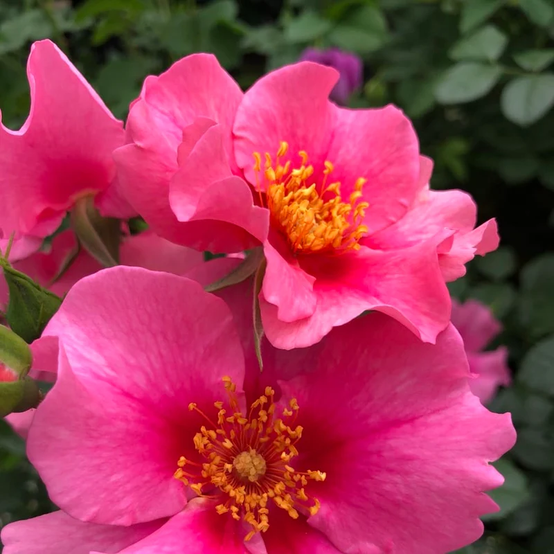 Beetrose 'SEE YOU® in pink' Rosa