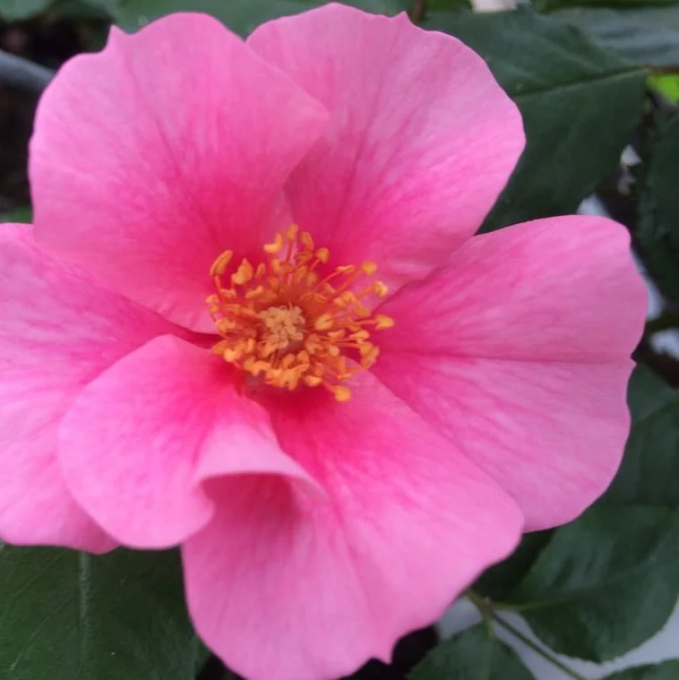 Beetrose 'SEE YOU® in pink' Rosa