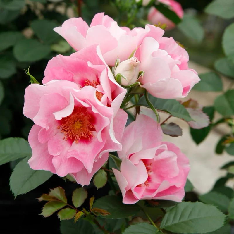 Beetrose 'SEE YOU® in rosé' Zartrosa