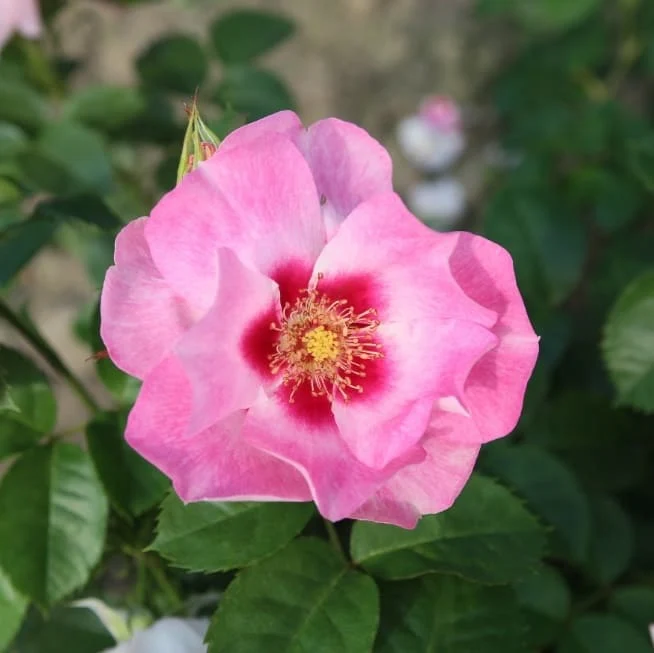 Beetrose 'SEE YOU® in rosé' Zartrosa
