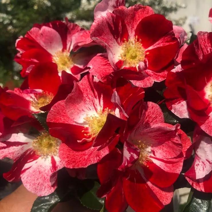 Bodendeckerrose 'Simsalabim'® Rot-Weiß