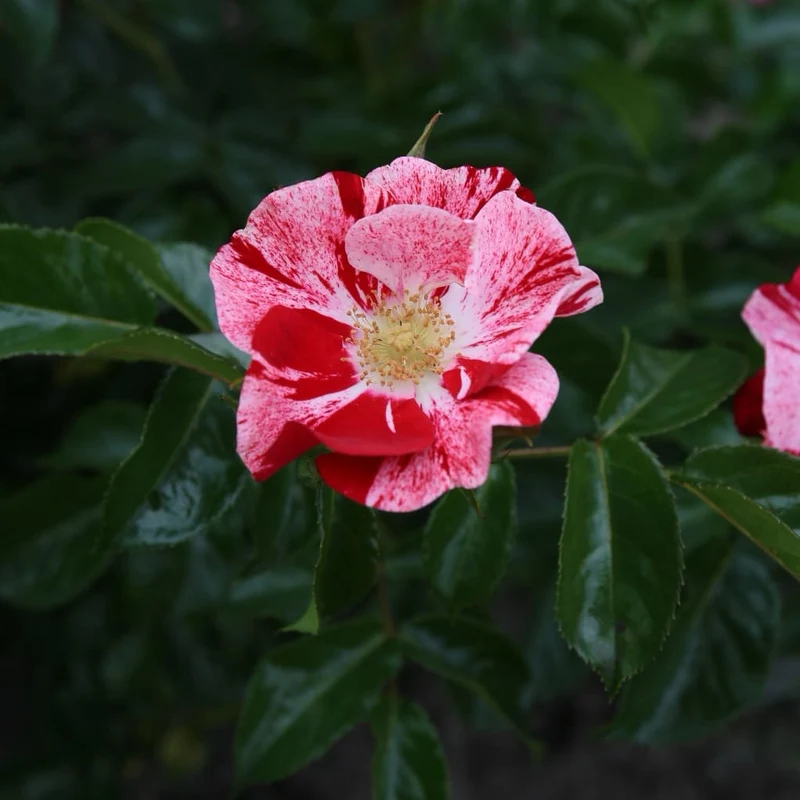 Bodendeckerrose 'Simsalabim'® Rot-Weiß
