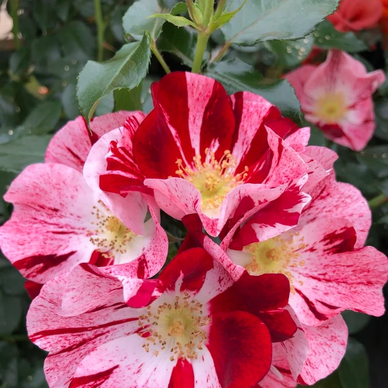 Bodendeckerrose 'Simsalabim'® Rot-Weiß