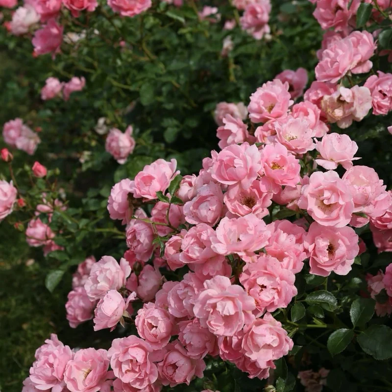 Bodendeckerrose 'Sommerwind'® Rosa