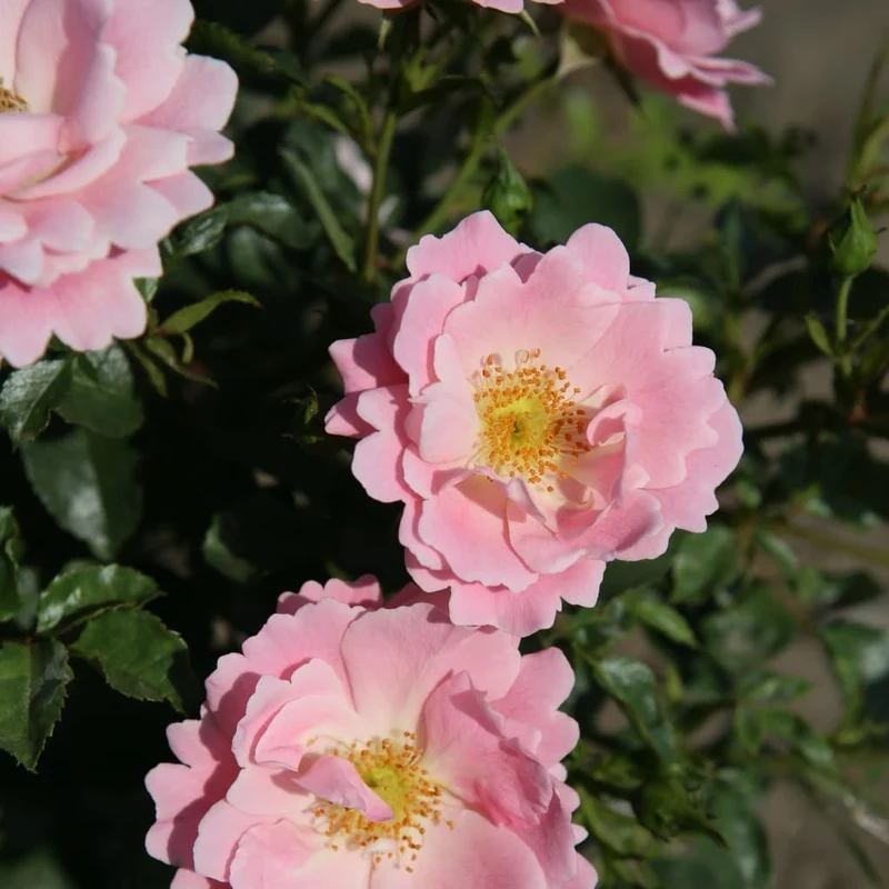Bodendeckerrose 'Sommerwind'® Rosa