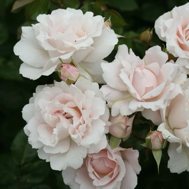 Beetrose Parfuma® 'Constanze Mozart'® Cremerosa