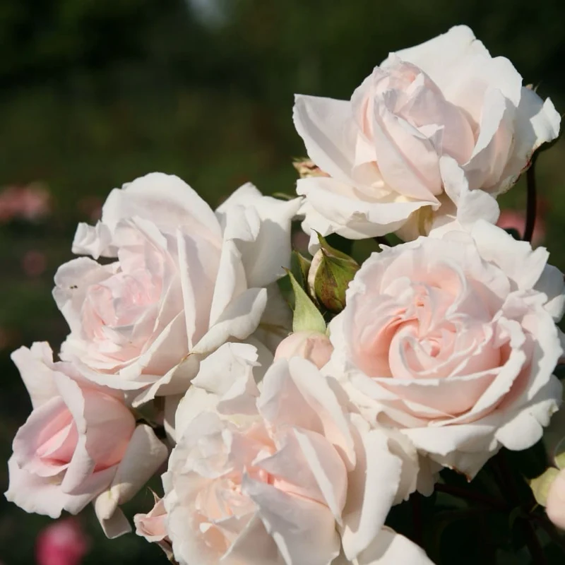 Beetrose Parfuma® 'Constanze Mozart'® Cremerosa