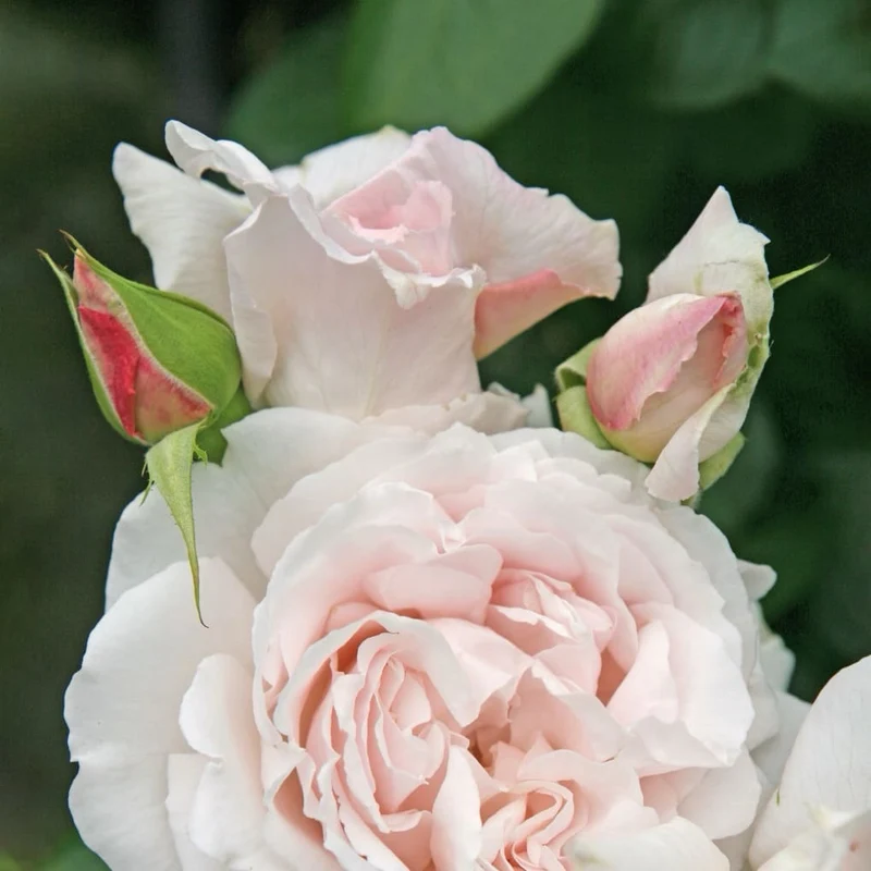 Beetrose Parfuma® 'Constanze Mozart'® Cremerosa