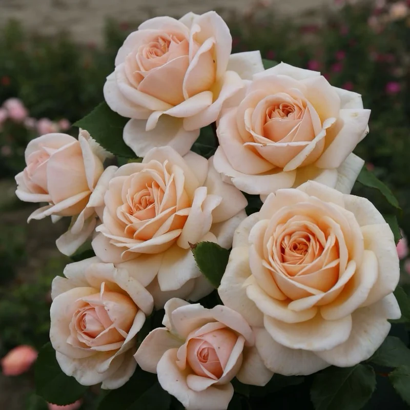Edelrose 'Courage'® Pastellapricot