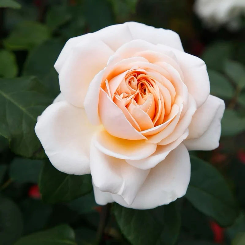 Edelrose 'Courage'® Pastellapricot