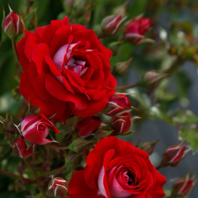 Zwergrose 'Corazon'® Rot-Cremeweiß