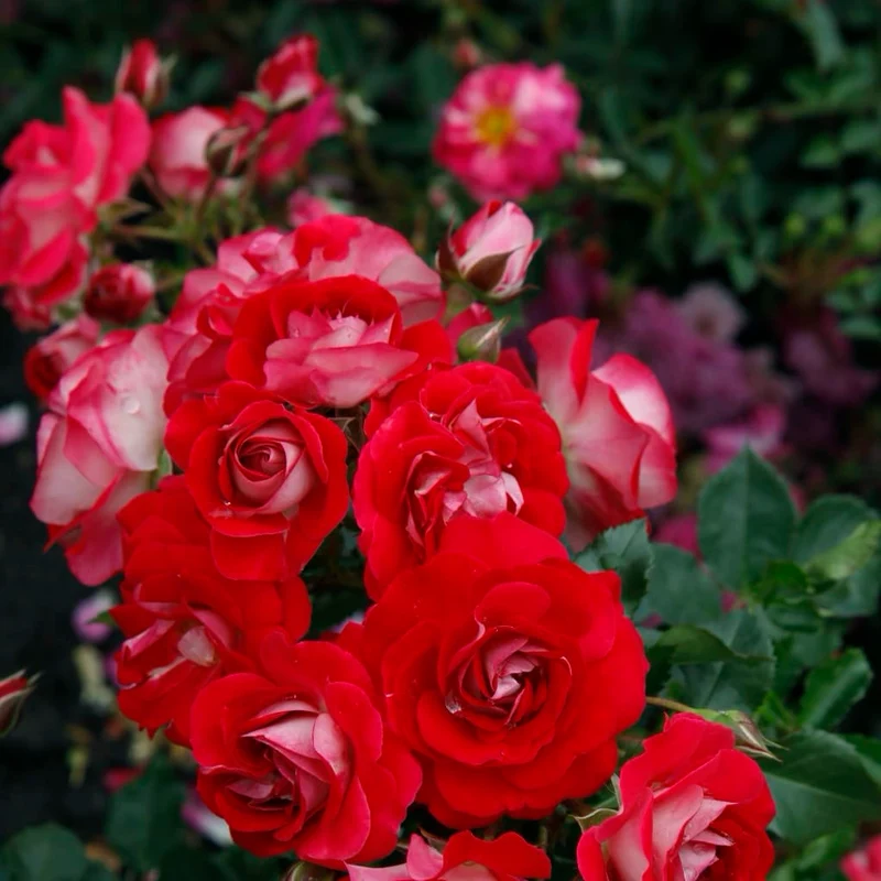 Zwergrose 'Corazon'® Rot-Cremeweiß