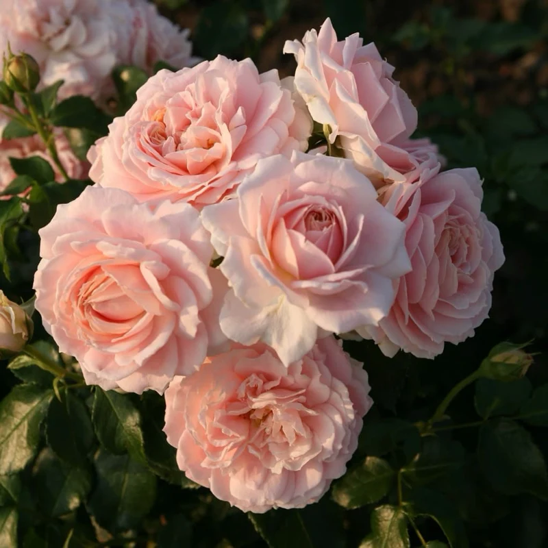 Beetrose 'Cremosa'® Pastellapricot